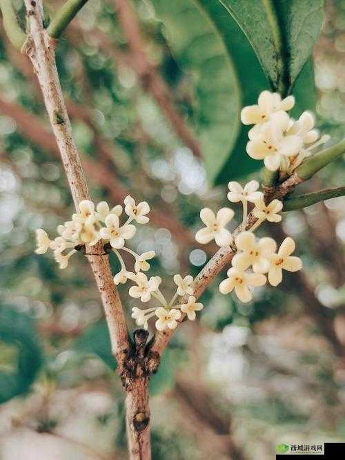 杨大壮和田桂花的第二十九：爱与成长的故事