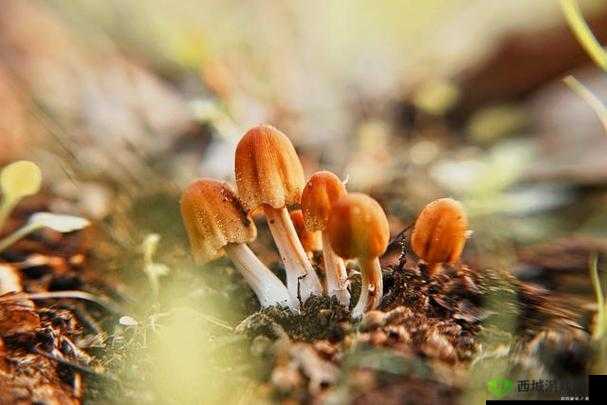 蘑菇视频：探索奇妙世界