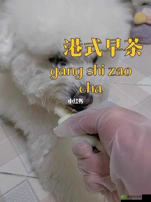 人狗胶配方大全免费天：全新完整呈现