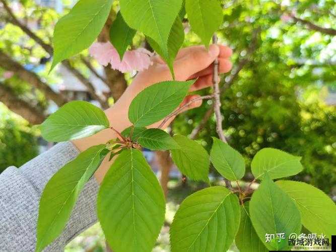 校园绑定 jy 收集系统白清素：探索隐私与安全的边界