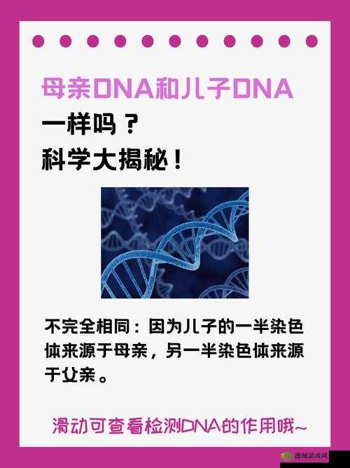 母亲的 DNA 和儿子的 DNA 一样吗：探究遗传奥秘