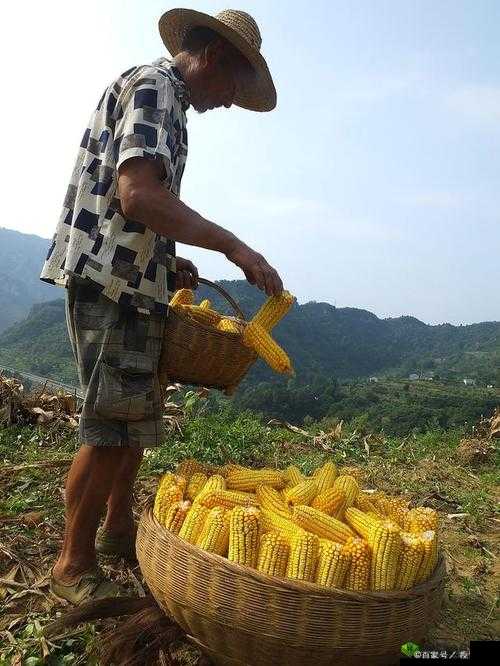 耕种姐姐肥沃的土地：辛勤耕耘收获希望