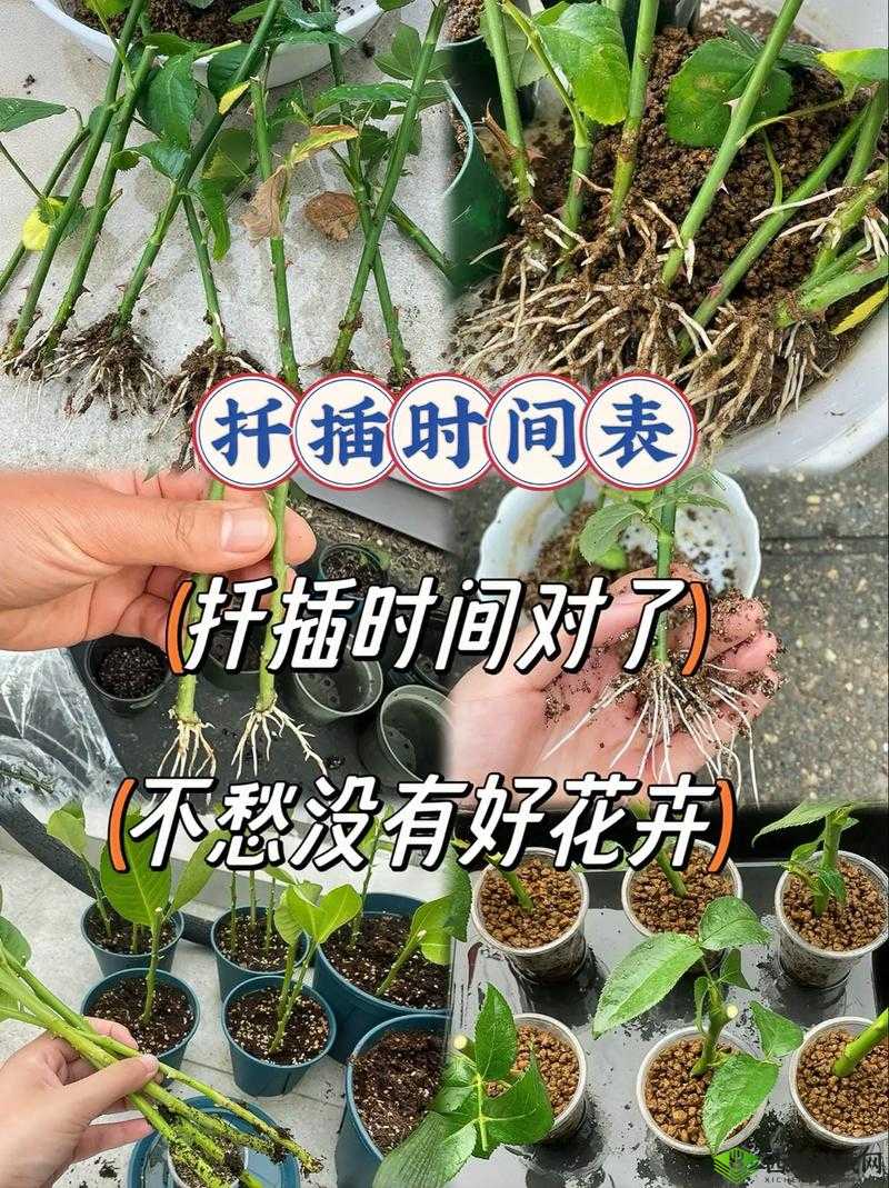 欧式 72 种扦插法的注意事项：实用要点汇总