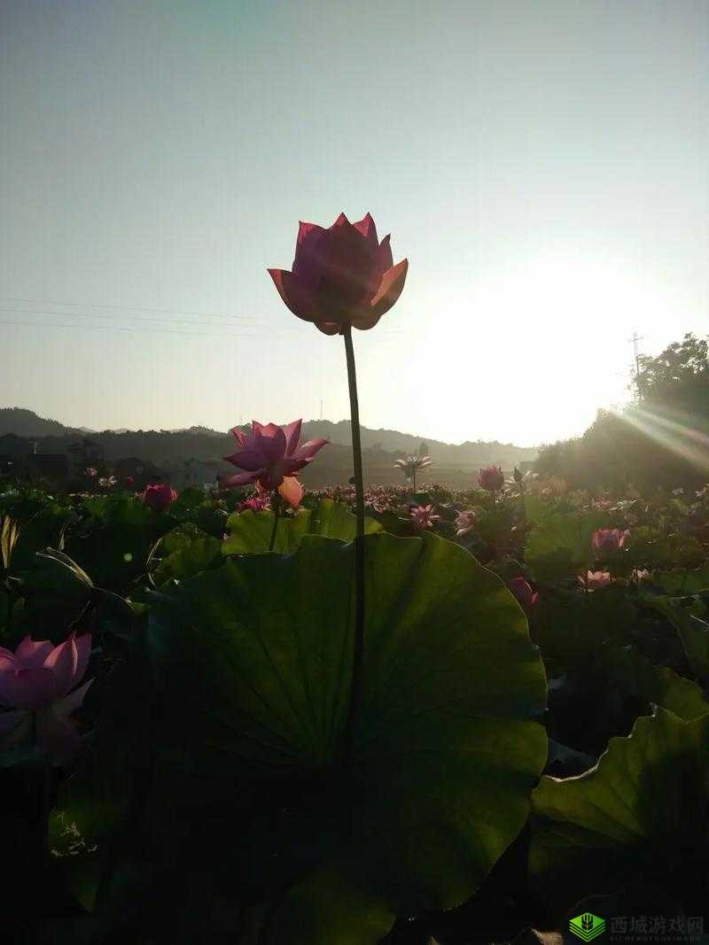 女性半夜莲花开放的治疗方法：中医调理与心理疏导