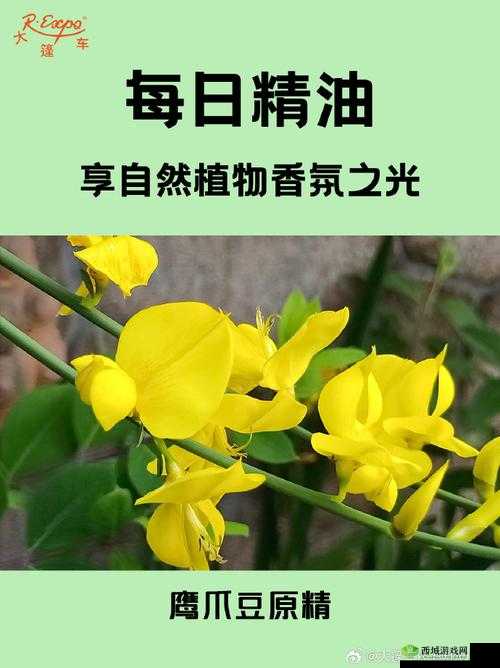 麻花豆精产三产区区别：特点与差异