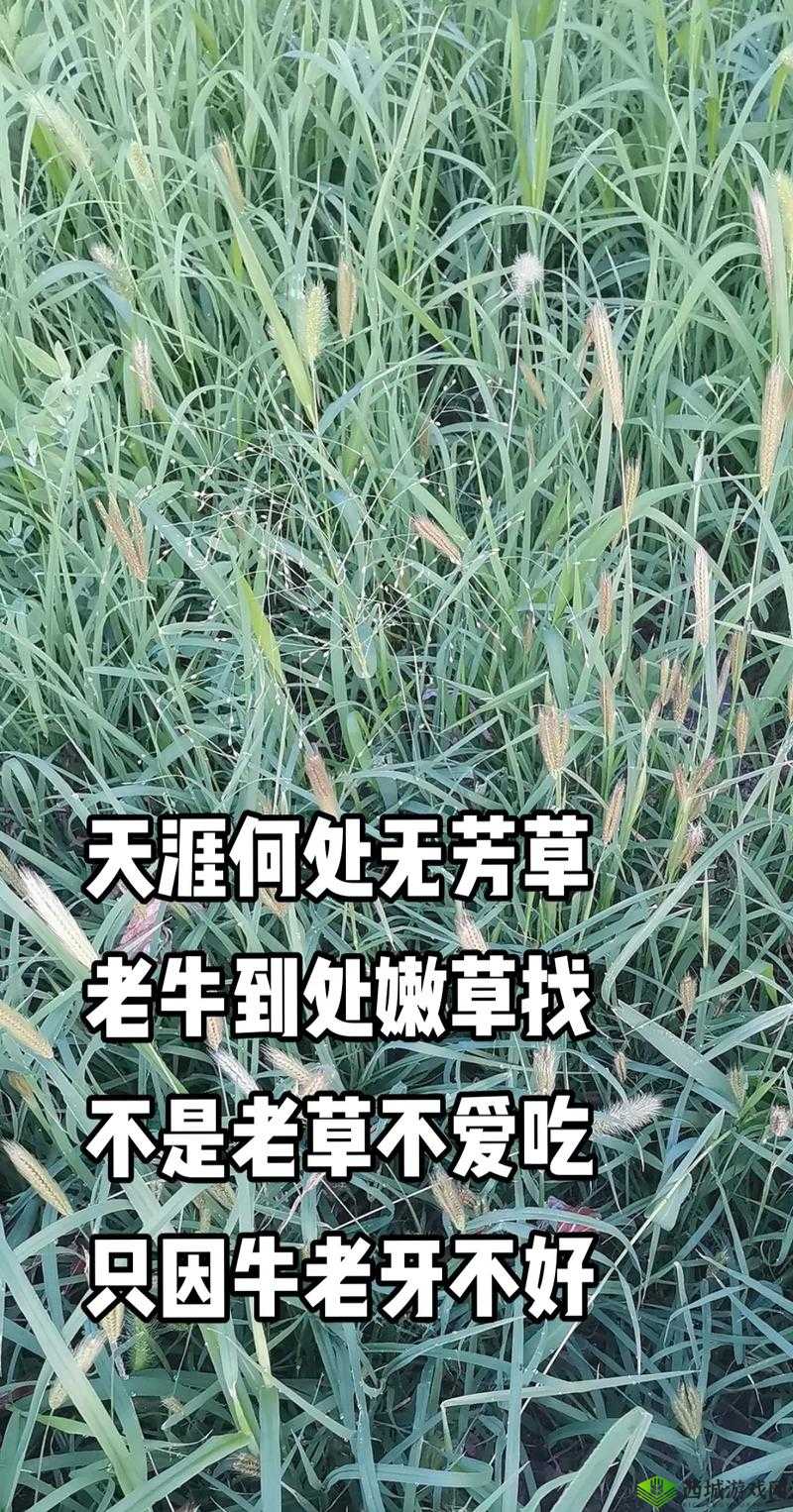 老牛嫩草一二三产品：成分、功效、适用人群有何不同