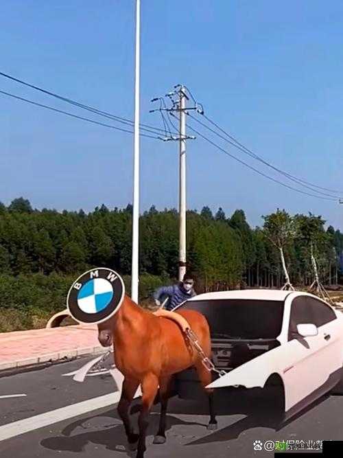 顶级稀缺小马拉小车：物以稀为贵的极致体验